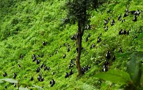 Image result for Sericostachys