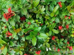 Image result for Ixora coccinea