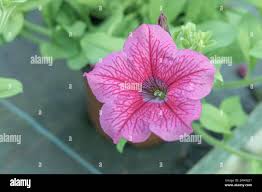 Image result for foto surfínie