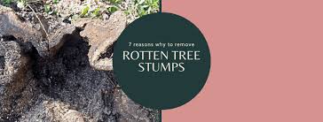 Tree stumps in the garden can be left where they are i suspect it is being confused with a poison sold in garden centres to kill the stump a tree stump grinding professional will use a chainsaw to cut a stump to the desired height and a motorised. 7 Reasons Why To Remove A Rotting Tree Stump Ashley Tree Services