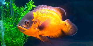 Oscar fish has one of the widest varieties of fishes out there, and the amazing thing is that they are all beautiful fishes. Tips And Facts About The Oscar Fish The Aquarium Guide