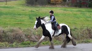 Girl On Irish Cob Ian Is Horse Riding In Terrain Youtube