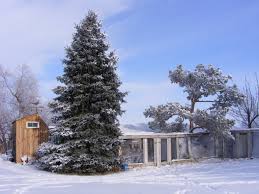 Maybe you would like to learn more about one of these? Plant A Tree In Memory Of Your Loved One Uga Greenway News