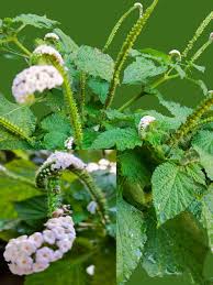 Image result for Heliotropium indicum