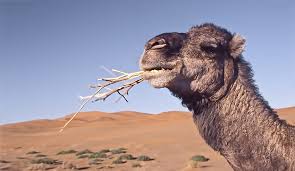 A camel's hump doesn't contain water or bone… it's fat. When There Is No Food Available The Fat In The Hump Of Camels Converts To Energy And Water So The Camel Can Live Serious Facts