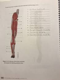 Write down the muscles of the thigh in the table below and, for each, give the location of that muscle and what effect contracting that muscle has. Solved Label Muscles 1 37label Muscles 1 23label Muscles Chegg Com