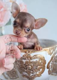 Chihuahua puppies for sale, chihuahua puppies are popular thanks to their tiny frames and lively attitudes. Teacup Chihuahua Free To Good Home Off 68 Www Usushimd Com
