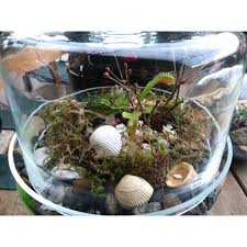 Venus Flytrap Is A Great Plant For Closed Terrariums The Climate Created Inside Will Resemble That Of Its Natural Natural Environment Venus Fly Trap Terrarium