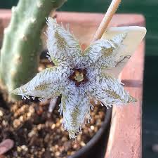 Image result for Stapelia getliffei
