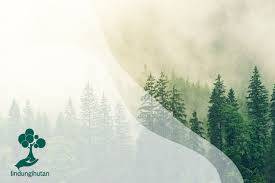 Check spelling or type a new query. Mengenal Hutan Konifer Ciri Jenis Hingga Karakteristik Flora Dan Fauna Wanaswara