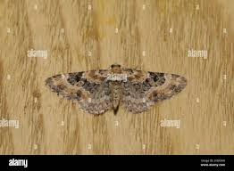 Image result for Eupithecia pulchellata