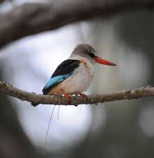 Image result for brown hooded kingfisher