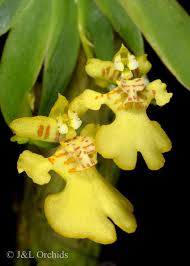 Image result for Psydrax richardsiae