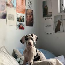 Pin By Beyza On Animals In 2020 Cute Animals Doggy Animals