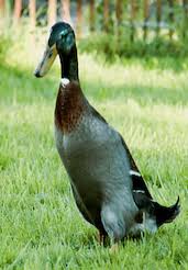 We did not find results for: Indian Runner Duck Lesson For Kids Study Com