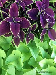 Maybe you would like to learn more about one of these? Great Color Combinations For Sweet Potato Vine