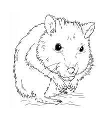 Dwarf Hamster Coloring Page Coloring Pages Drawings Animal Sketches