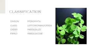 Image result for Marsileaceae