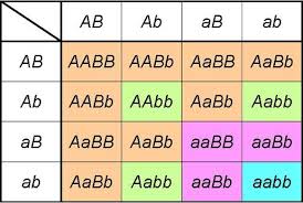 He was applying the laws of probability to work pioneered by gregor. Punnett Square Https Scienceterms Net Biology Punnett Square Punnett Squares Biology Lower Case Letters