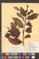 Image result for Zygophlebia villosissima