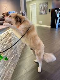 Bridget did great today...