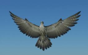 Peregrine Falcon Wings Folded 3d Max Peregrine Falcon Peregrine Falcon