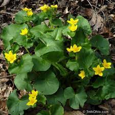 There are a lot more native perennials to ohio than what is listed below, but these ohio natives represent high wildlife value plants. Common Spring Wildflowers In Ohio Trekohio