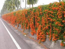 Image result for Pyrostegia