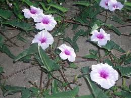 Image result for Ipomoea aquatica