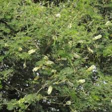 Image result for Acacia fleckii