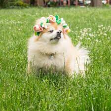 The entire branch of flowers is folded from one sheet of paper. Cute Dog Flower Crown Popsugar Pets