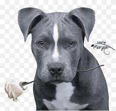 If you are going to spend any money on a dog for pet. American Pit Bull Terrier Staffordshire Bull Terrier American Staffordshire Terrier Puppy Animals Carnivoran Dog Like Mammal Png Pngwing
