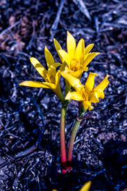 Image result for Cyrtanthus breviflorus