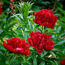 Peony Bulbs Red Charm Fall Flower Bulbs Eden Brothers Peony Root Fall Plants Spring Flowering Bulbs