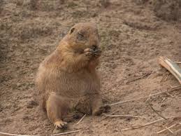 Image result for Cynomys gunnisoni obrázek