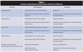 Attachments And Functions Of Rotator Cuff Muscles Rotator Cuff Hand Therapy Precision Nutrition