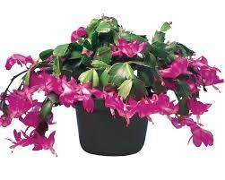 Gardening Q A How Do I Care For My Christmas Cactus Christmas Cactus Flower Garden House Plants