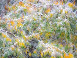 I'd say that 1/5 years is a good fall foliage year here, at least for native species. Fall Colors With Golden Leaves Photograph By Sylvia Gulin