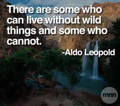 Inspirational Nature Quotes on Pinterest | John Muir, Henry David ... via Relatably.com