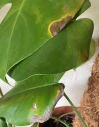 Nutrient deficiencies can cause spots on monstera leaves. Why Does My Monstera Have Black Spots Planet Houseplant