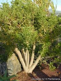 Image result for Cyphostemma