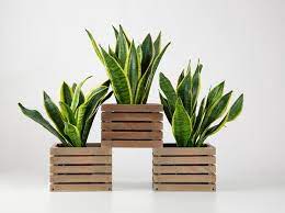 Tanaman adalah makhluk hidup organik dan tumbuh kecuali bahwa, tidak seperti manusia atau hewan, mereka tidak dapat berpindah dari satu tempat ke tempat lain secara mandiri dan sukarela. 11 Jenis Tanaman Hias Sansevieria Si Lidah Mertua Yang Bisa Serap Racun