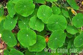 Image result for Nasturtium