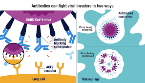 10 Things To Know About Antibodies Amgen Science