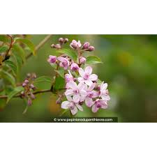 Image result for Deutzia x hybrida ′Mont Rose
