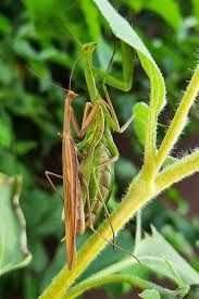 Image result for Pollichia