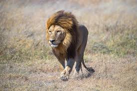 lion - NamuWiki