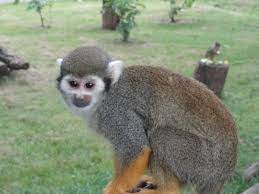 Squirrel Monkey Squirrel Monkey Squirrel Animals
