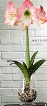 Image result for amaryllis bulbs