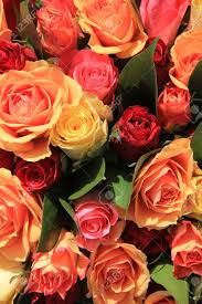 Sold by bigfly and ships from amazon fulfillment. Red Orange And Yellow Roses In A Mixed Rose Bouquet Stock Photo Picture And Royalty Free Image Image 13198481